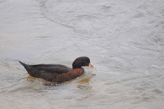 hybrid ducks, hybrid ducks,-1.jpg - A UNIQUE LOOKING HYBRID - TITCHFIELD HAVEN - 11.3.09
